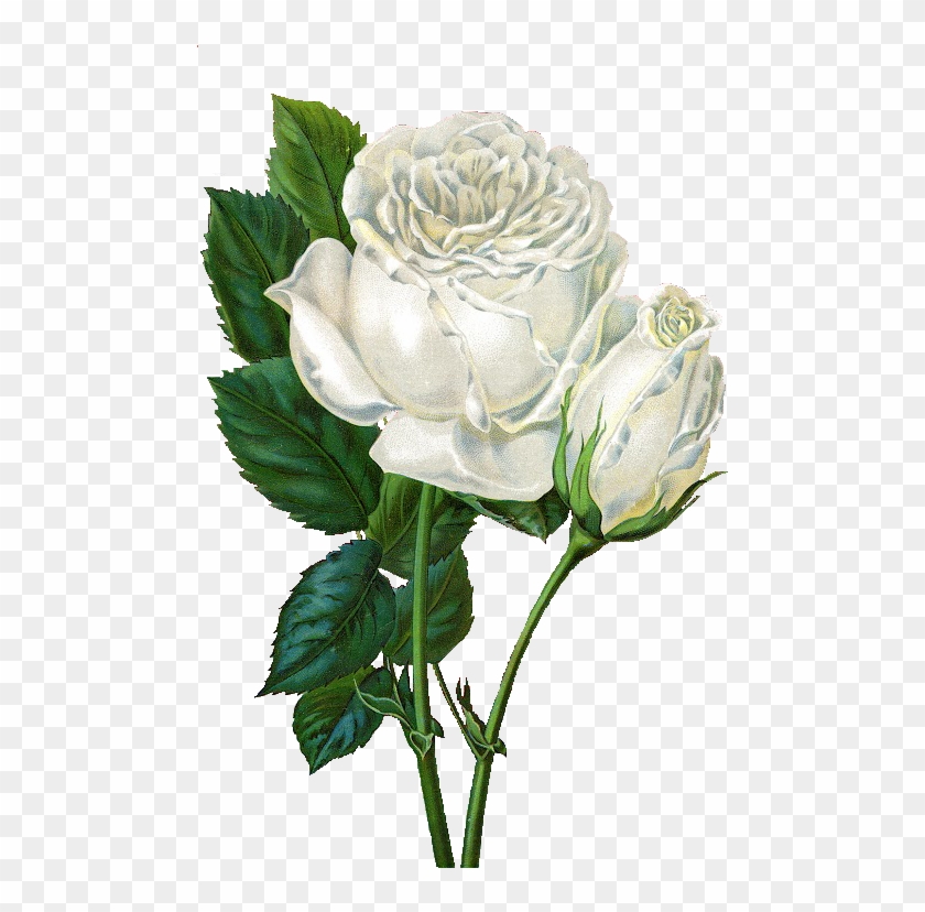 White Rose Clip Art - Rose Flower Animated Gif #783314