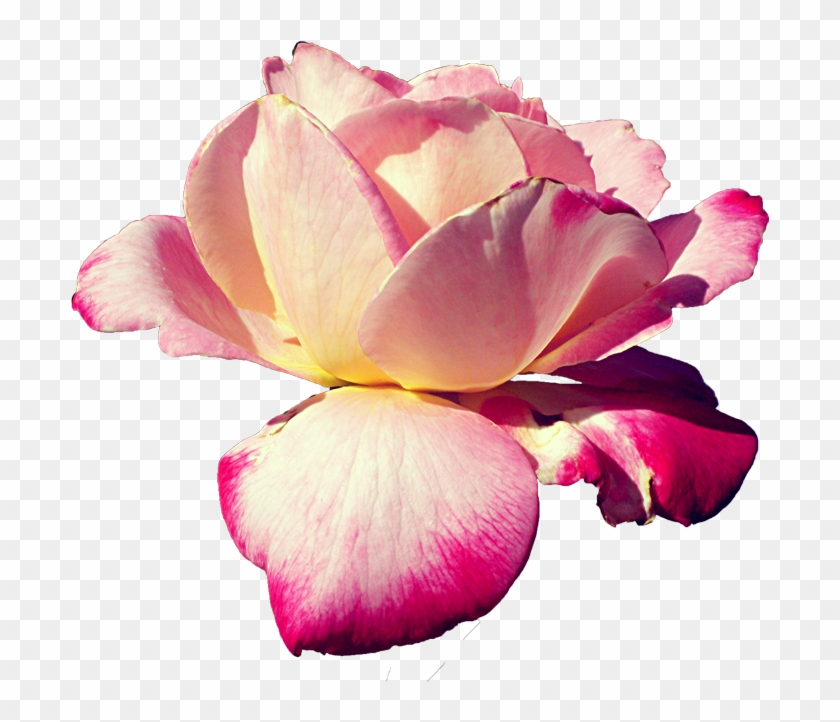 Pink Rose Stock Png By Kpep - Pink Flower Render #783356