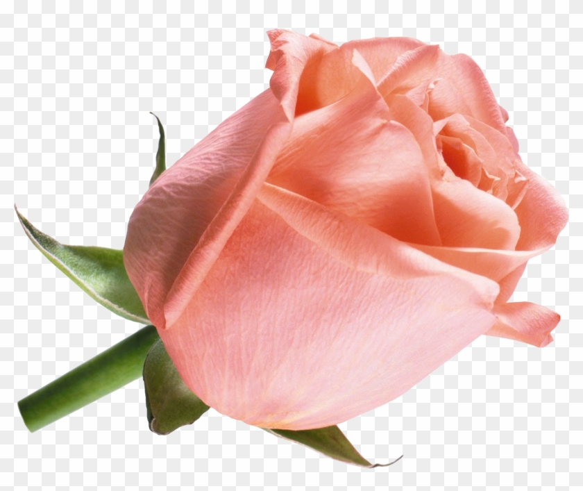 Cut Flowers Beach Rose Raster Graphics - Cut Flowers Beach Rose Raster Graphics #783532