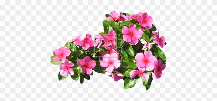Small Pink Flowers - Planting Flowers Png #783382