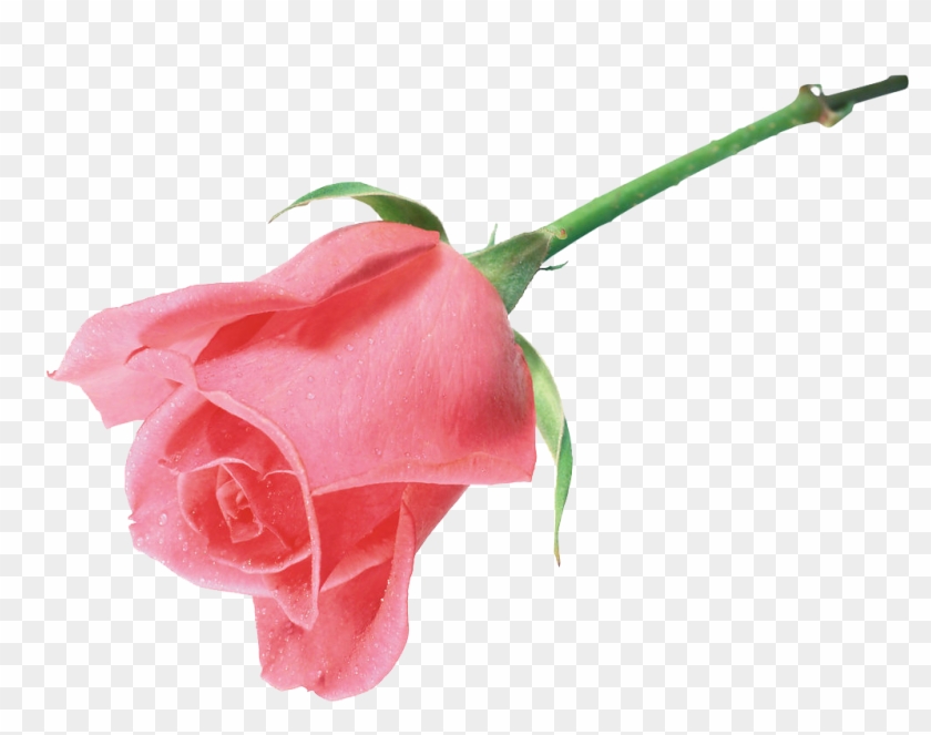 Pink Roses Beach Rose Flower Clip Art - Pink Roses Beach Rose Flower Clip Art #783516