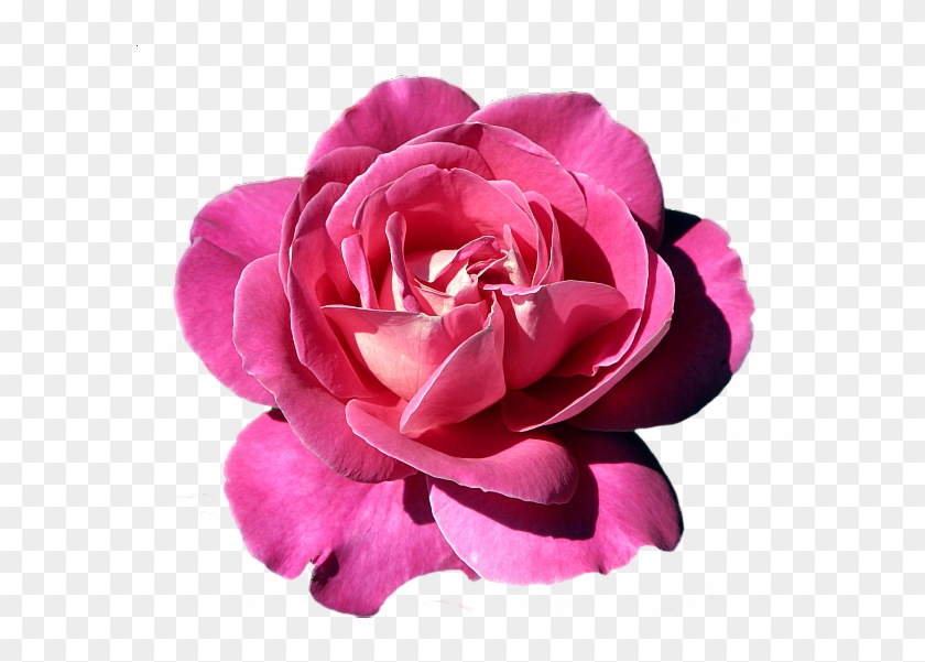 Pink Rose Clipart - Фоторамки Для Фотошопа #783520