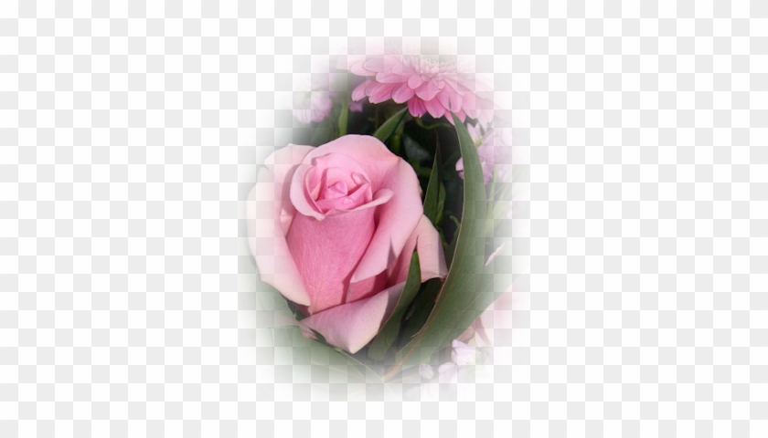 Pink-rosebud - Garden Roses #783612