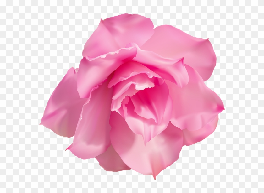 Розовая Роза, Бутон Розы, Цветок Розы - Garden Roses #783616