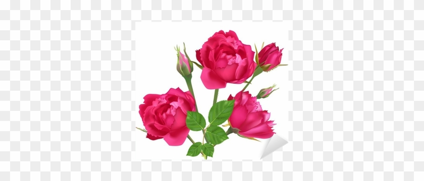Three Pink Roses And Buds Isolated On White Sticker - Rosas Pink Png #783625