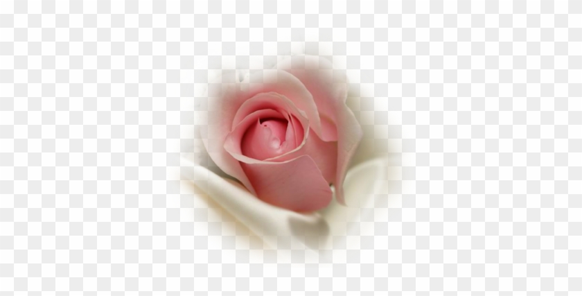 Pink Rosebud Insilk - Pink Rose Bud Png #783627