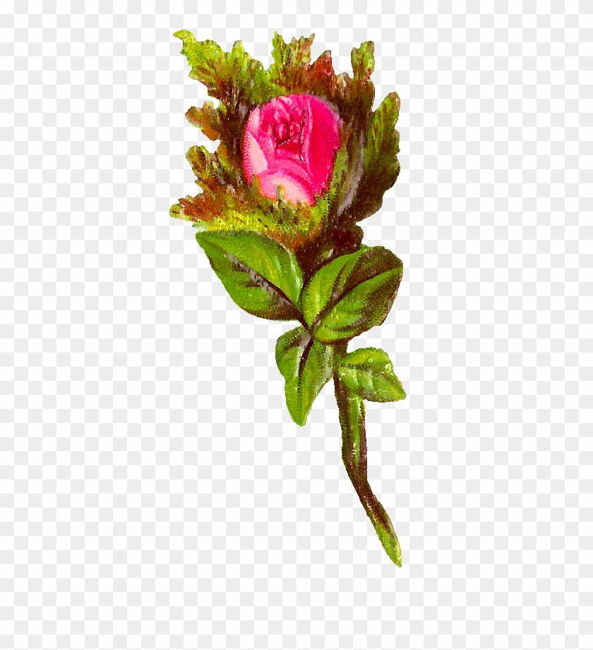 Pink Rose Image - Garden Roses #783630