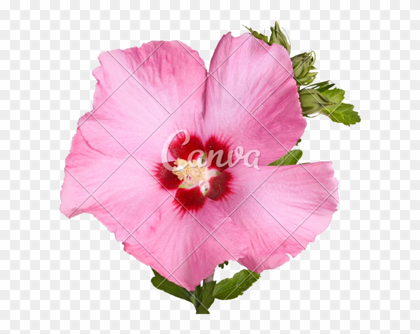 Flower And Buds Of Rose Of Sharon - Rose Of Sharon #783634