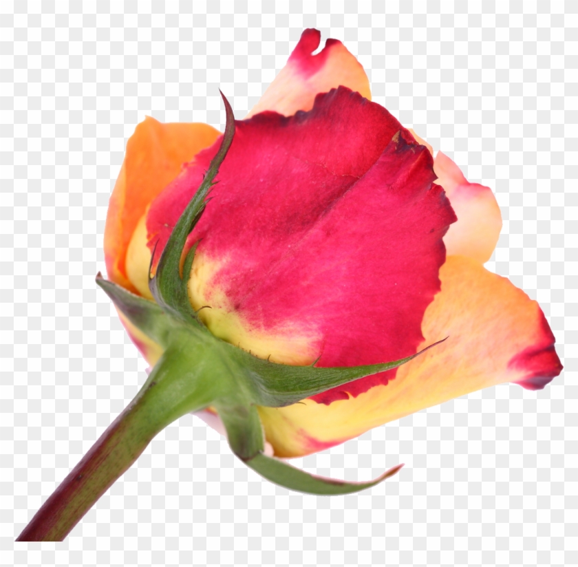 Cut Flowers Garden Roses Tulip - Cut Flowers Garden Roses Tulip #783702