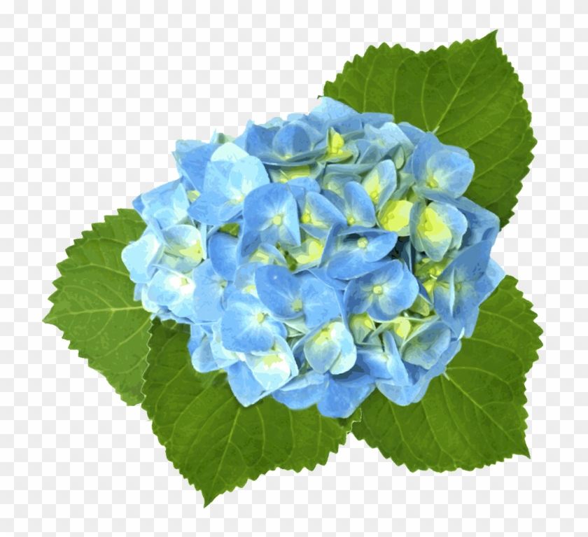 Hydrangea Clipart Teal Flower - Blue Hydrangea Clip Art #783950