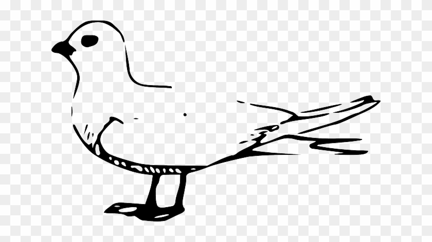 Pigeon Outline, Bird, Fairy, Tern, Pigeon - Gulls #784080