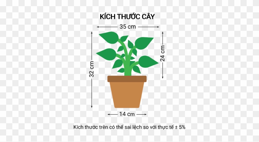 Cây Dương Xỉ Nhún - Plant Png Vector #784082