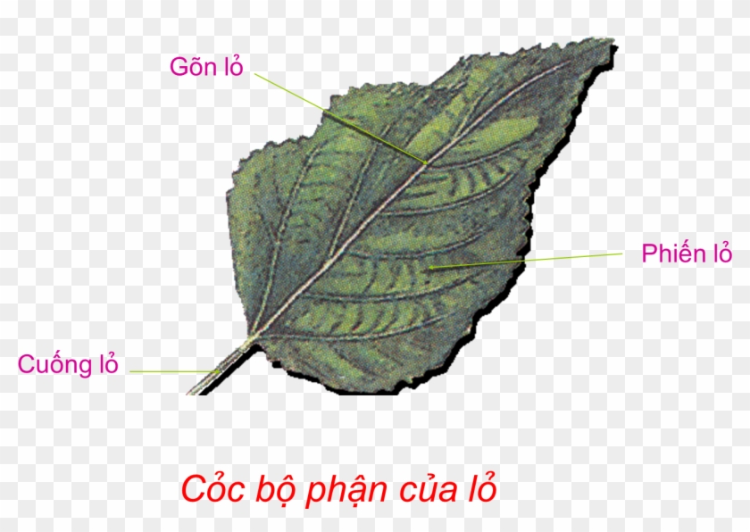 Các Bộ Phận Của Lá - Các Bộ Phận Của Lá #784088