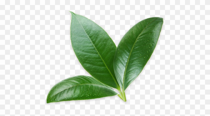 Hình Ảnh Plant - Wonder Seed Hemp Conditioner Green Tea 7 Oz #784095
