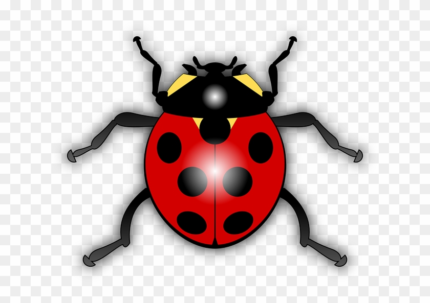 Dots Ladybug, Ladybird, Animal, Bug, Flying, Insect, - Ladybird Clipart #786016