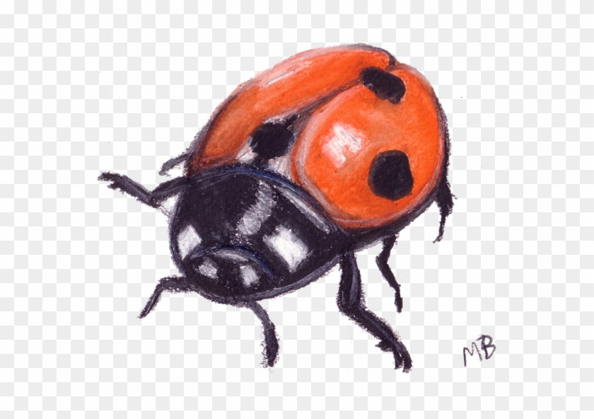 Drawn Ladybug Bird - Drawing Of A Lady Bird #786017