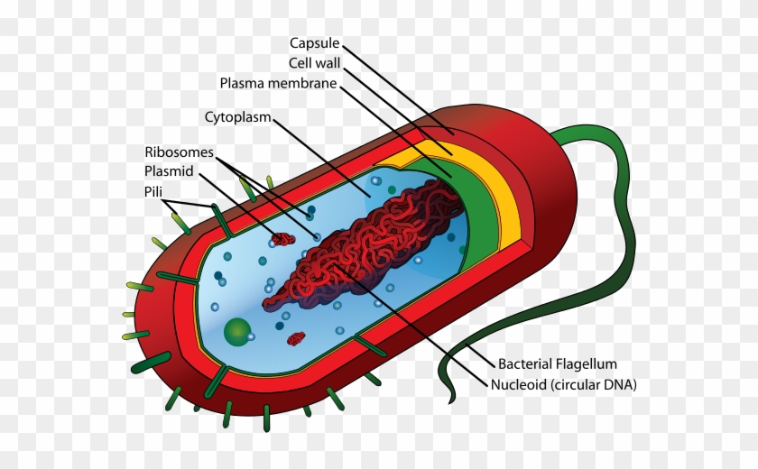 Difference Between Bacteria And Virus - Prokaryotic Cell Diagram #786298