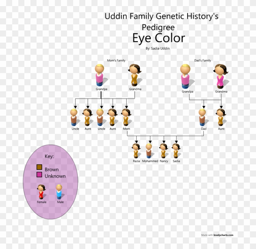 What Color Are My Eyes Chart - Family Pedigree Eye Color #786877