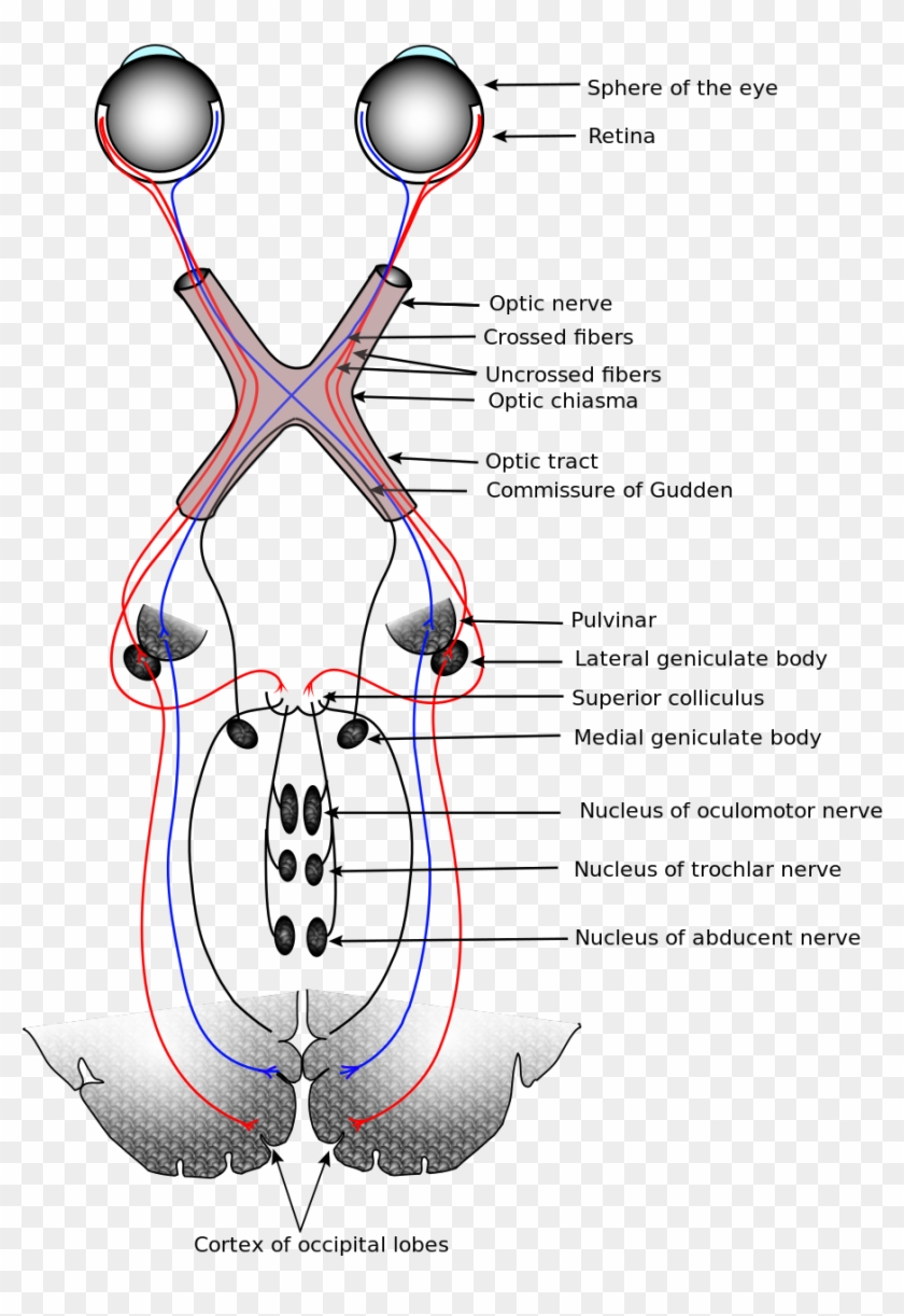 Anatomy Of Eye Nerves Visual System Wikipedia - Meyer's And Baum's Loop #786952