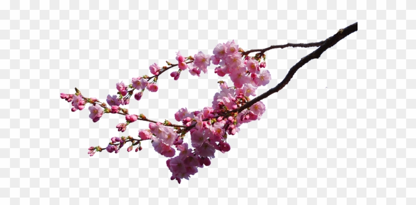 Stock Photography Which The Provider Has Granted A - Cherry Blossom Png #787826