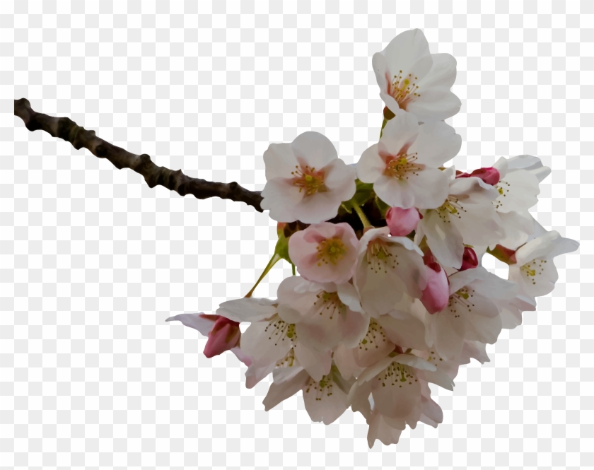 Cherry Blossom - Clip Art Cherry Blossom #787883