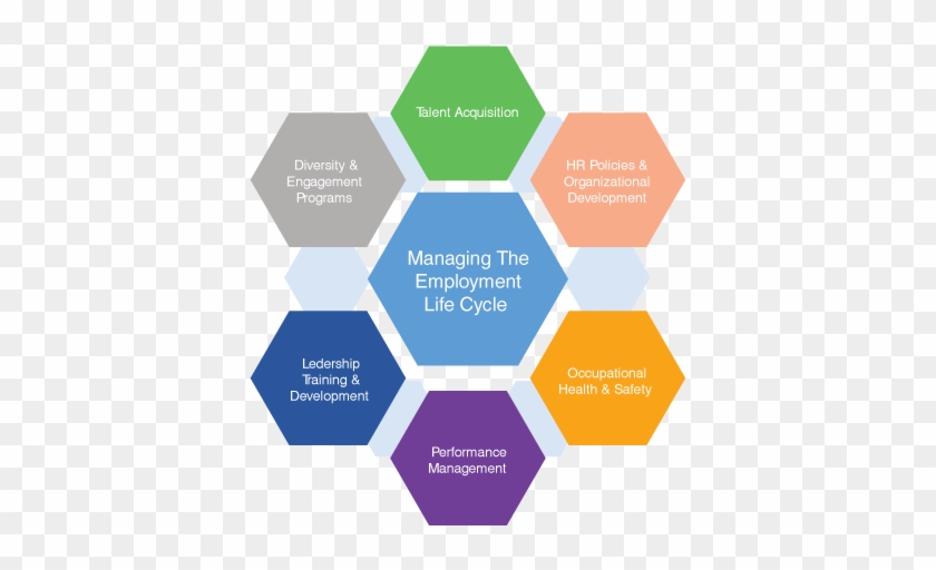 Chart - Human Resources Life Cycle #787912