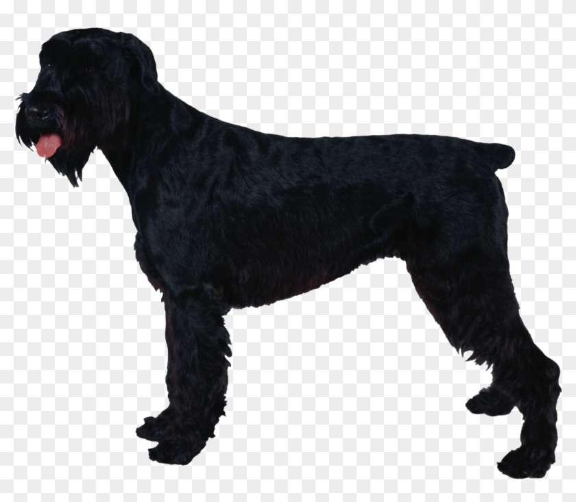 Giant Schnauzer Standard Schnauzer Miniature Schnauzer - Giant Schnauzer Standard Schnauzer Miniature Schnauzer #788393