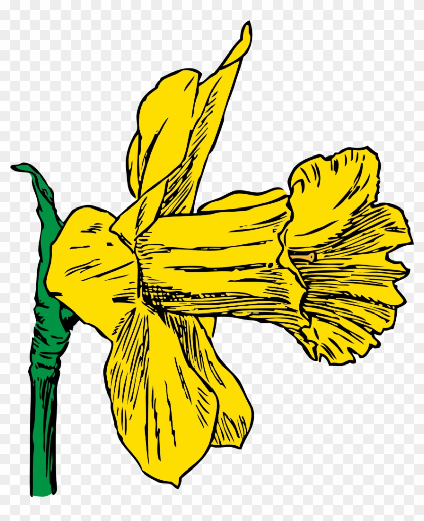 Get Notified Of Exclusive Freebies - Daffodil Clip Art #788308
