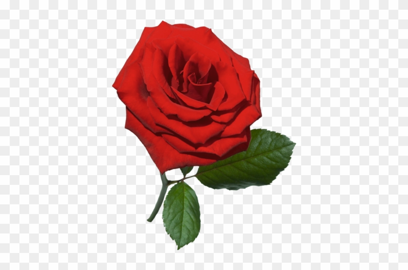 Red Rose - Rose Psd #789504