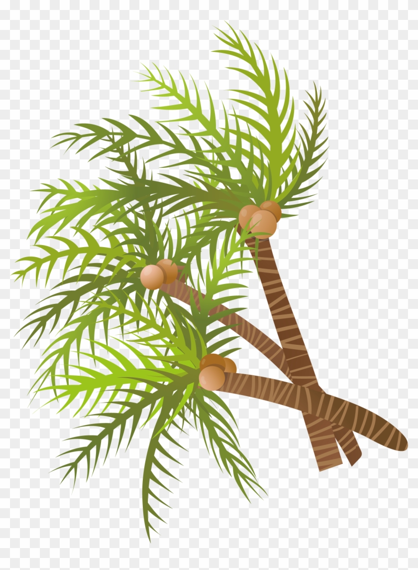 Arecaceae Coconut Tree Euclidean Vector - Arecaceae Coconut Tree Euclidean Vector #789827