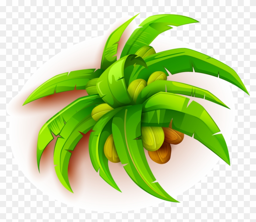 Coconut Fruit 1000*920 Transprent Png Free Download - Coconut Fruit 1000*920 Transprent Png Free Download #790029