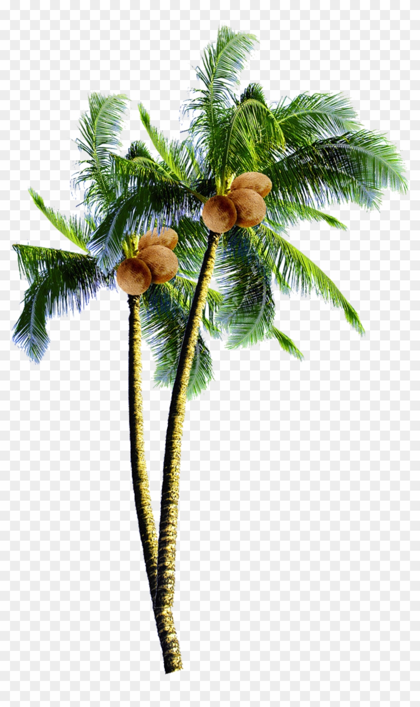 Coconut Candy Arecaceae Tree - Chois Custom Films Cf1050 Beach Sea Sunshine Glass #790032