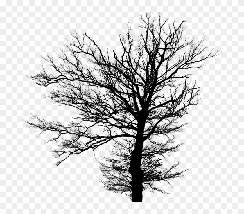 Black Dead Tree 1 By Jassy2012 - Canine_moonlight_pl Throw Blanket #790211