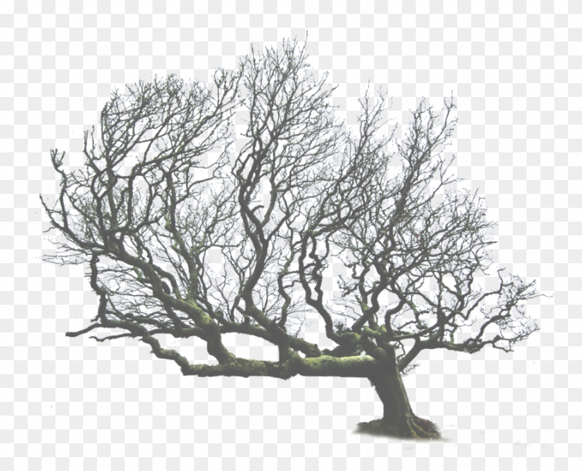 Leaning Tree Png - Donna O Donoghue Art #790216