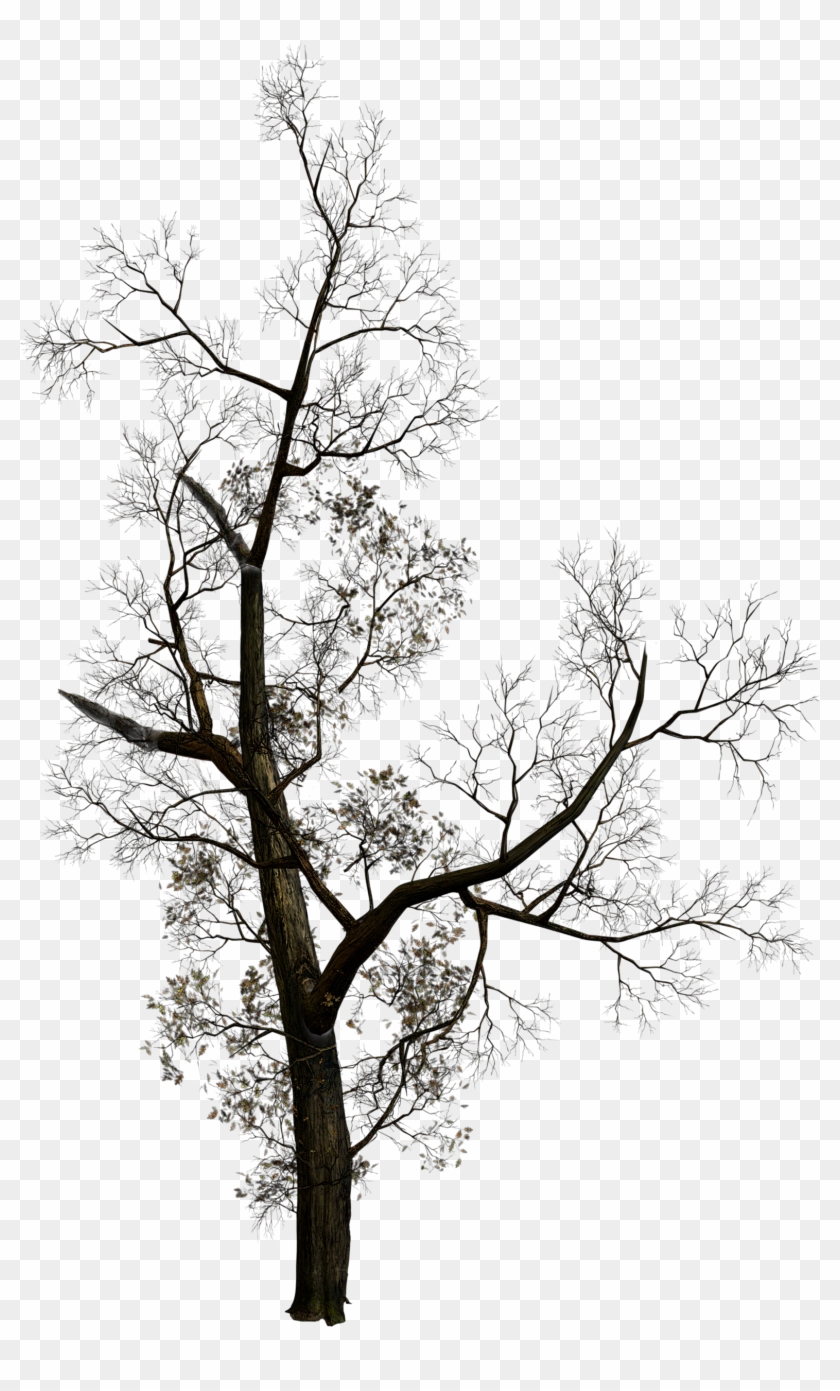Dead Tree Silhouette Png Download - 'halloween Tree' Graphic Art Print On Wood #790222