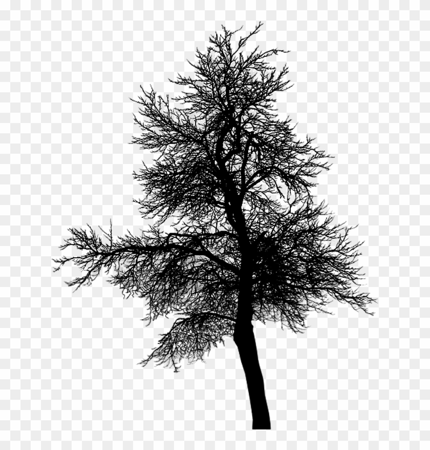 Black Dead Tree 3 By Jassysart Stocks - Stock Photography #790223