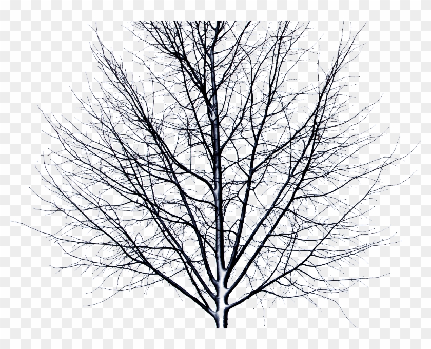 Dead Tree Isolated Object Png - Dead Tree Transparent Background #790225