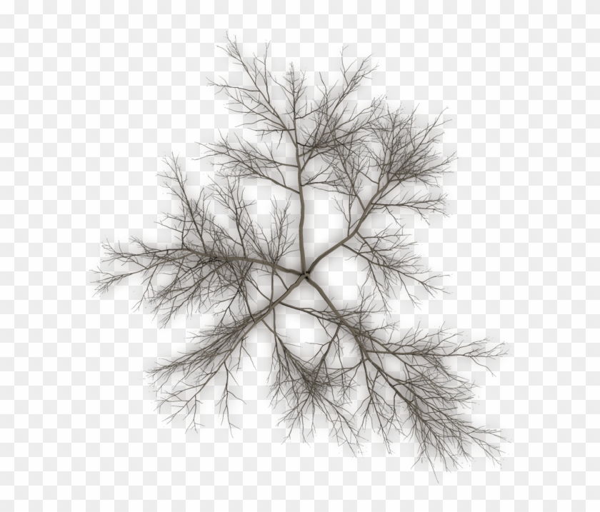 Tree Top Png Black #790238