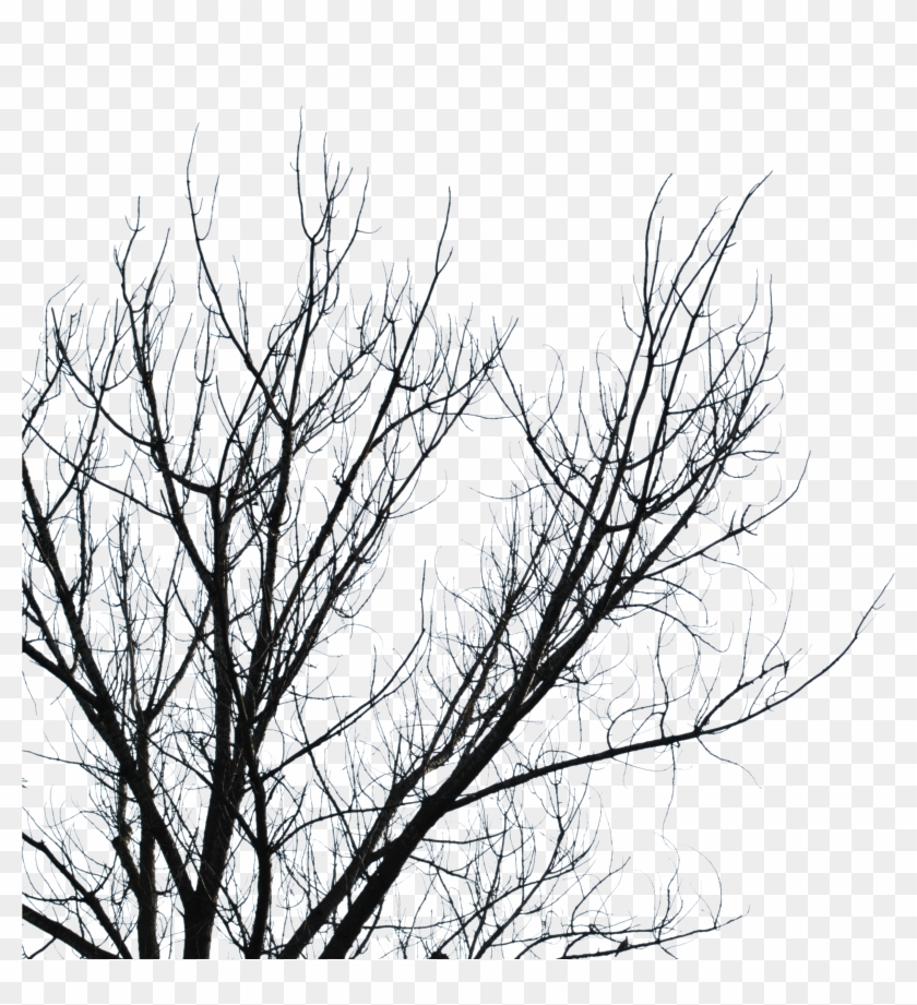 Dead Tree Drawings Download - Halloween #790263