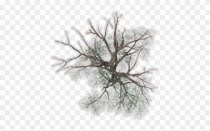 Winter Tree Png - Winter Trees Top View Png #790265