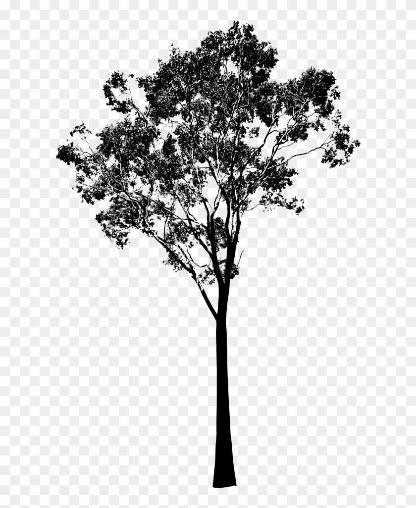 Gum Trees Silhouette Clip Art - Gum Trees Silhouette Clip Art #790473