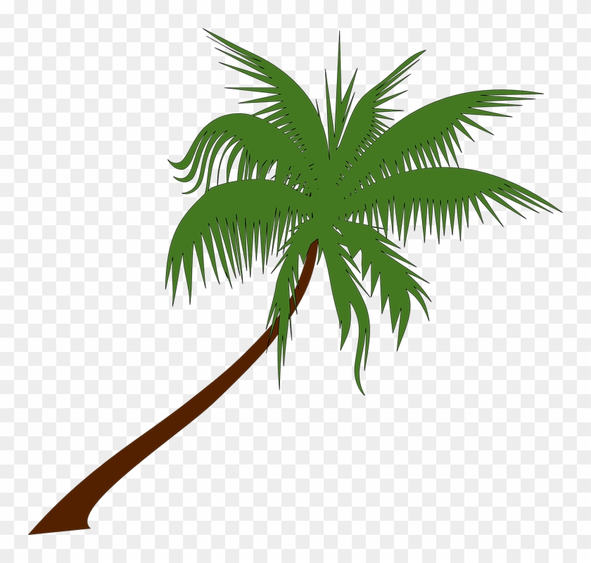 Free Vector Graphic - Free Palm Tree Clipart #790735