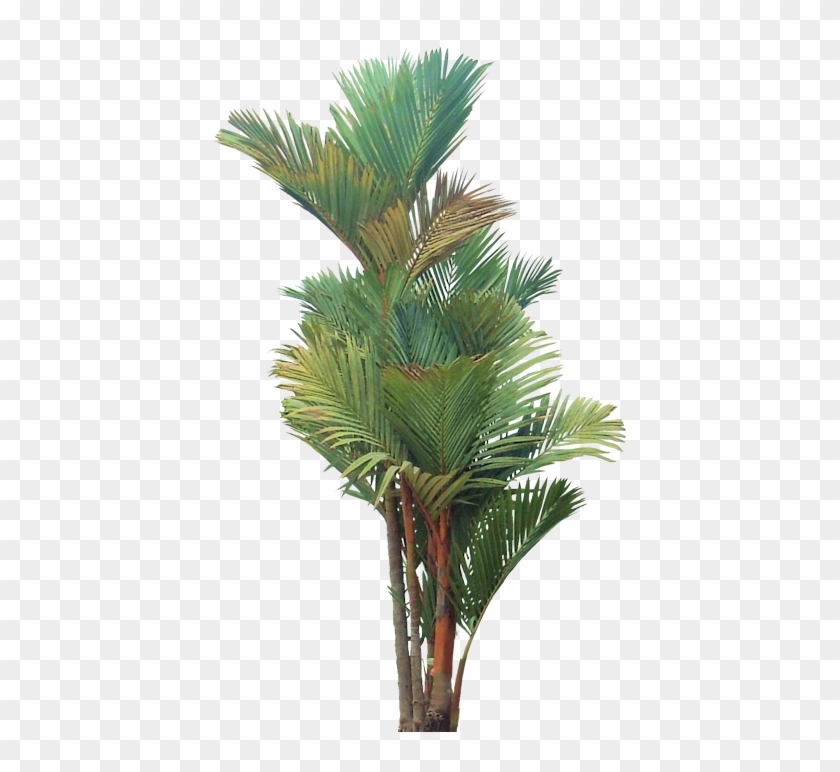 3,5 M Common Names - Lipstick Palm Tree Png #790746