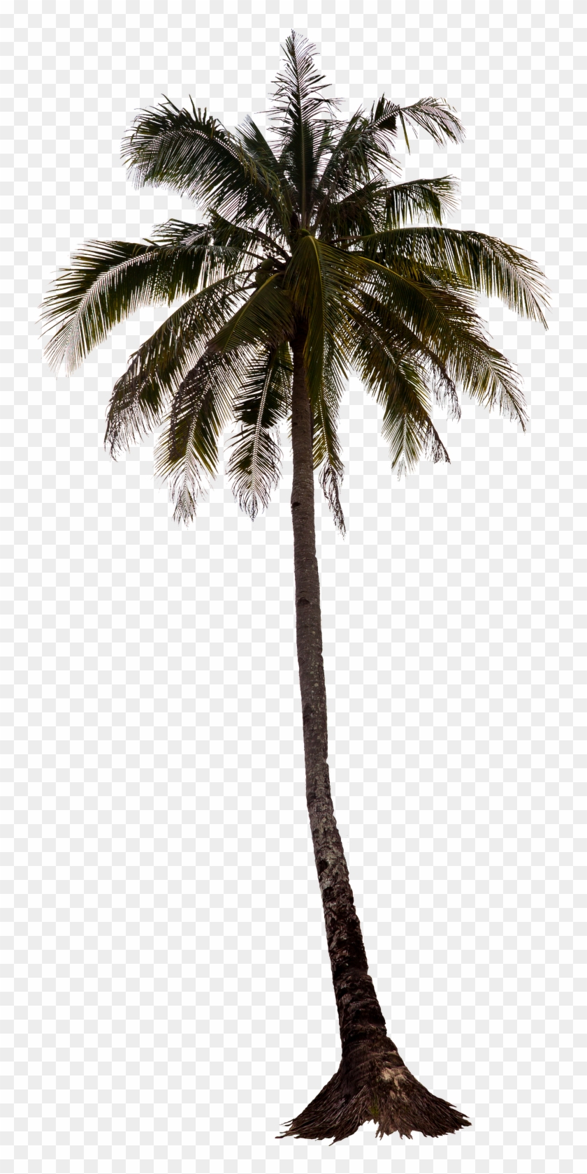 Cutout Palm Tree Immediate Entourage - Palm Tree Cutout #790751