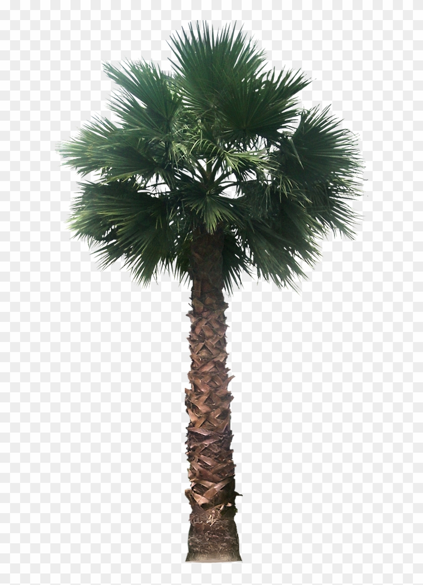 Transparent Background Palm Tree Png #790753