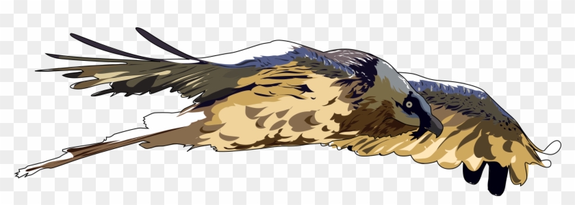 Vulture Clip Art Medium Size - Bearded Vulture Png #790810