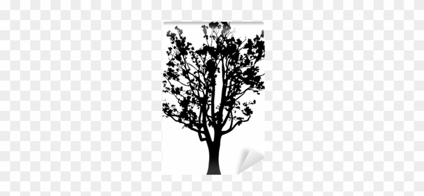 Old Oak Tree Silhouette Isolated On White Wall Mural - Oak #790827