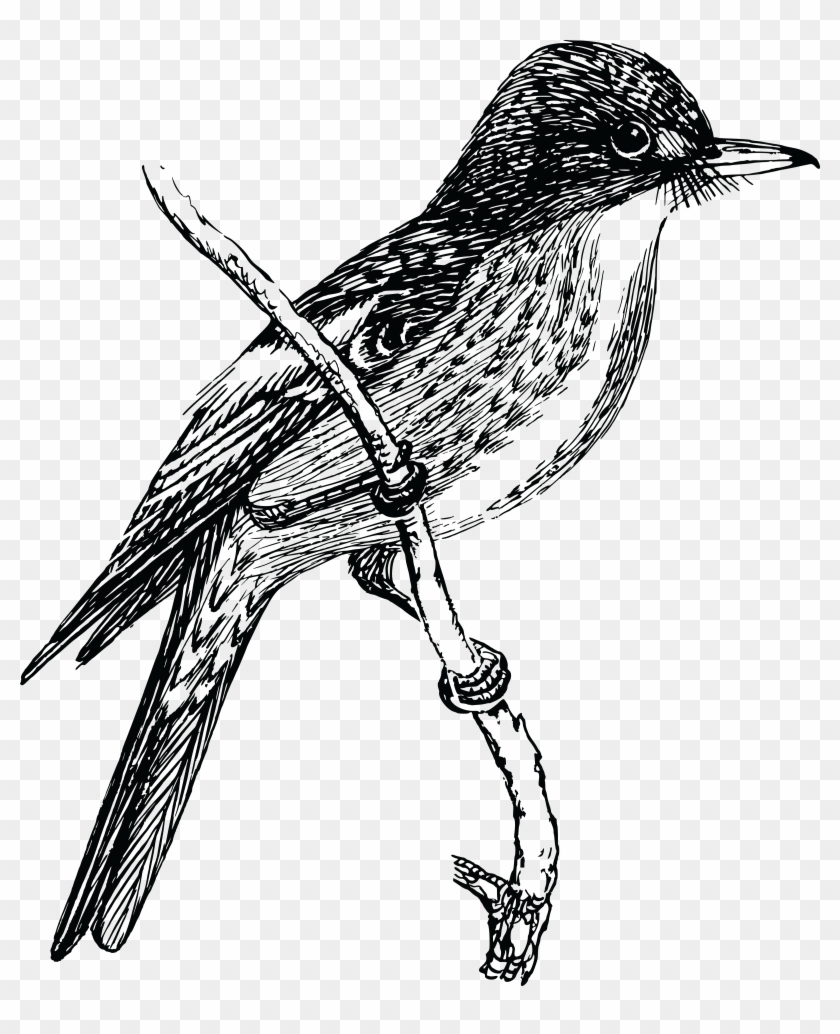 Free Clipart Of A Flycatcher Bird - Sketch Bird Png #790978