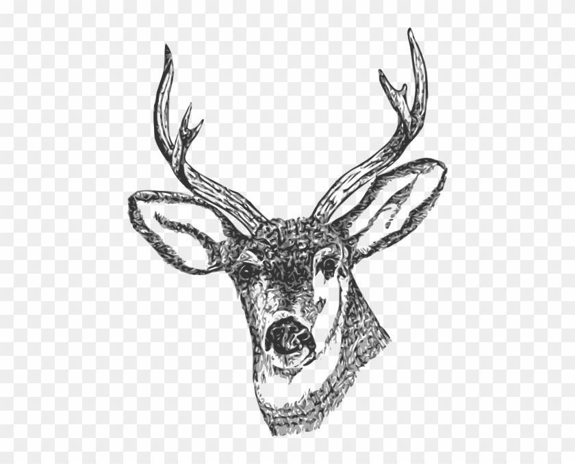 Deer Head Clip Art Free Vector - Deer Head Png #790984