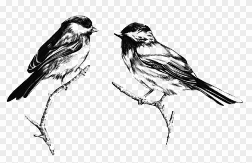 Black And White Birds #790988